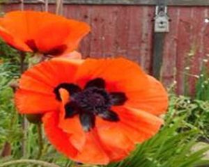 giant red poppy in garden