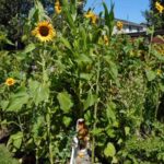 sunflowers and corn leaves wrapped around in garden with blue sky